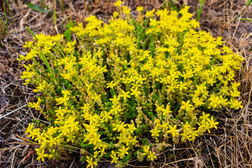 Green moss bush blooms with yellow flowers outdoors in summer