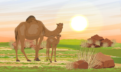 A re-feralized dromedary camel and her cub stands in a meadow with dry grass and red stones. Realistic vector landscape of Australia