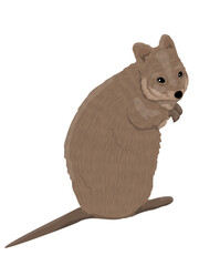 Australian Quokka. Realistic animal vector