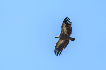 One griffon vulture flying in blue sky - 752825314