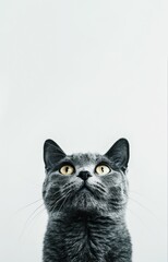 gray tabby cute kitten fluffy cat on grey background, vertical