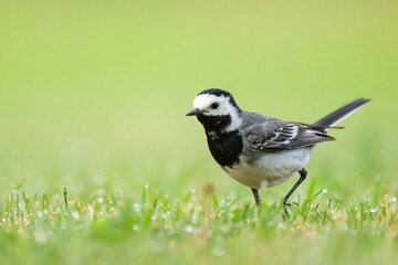 A White Wagtail running on a meadow - 752825904