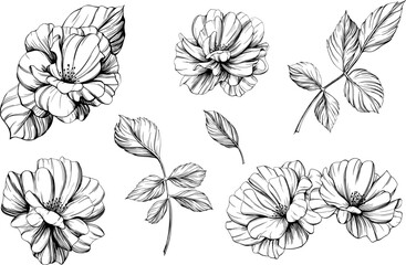 Wild rose flower isolated on white. Hand drawn vintage illustration.
