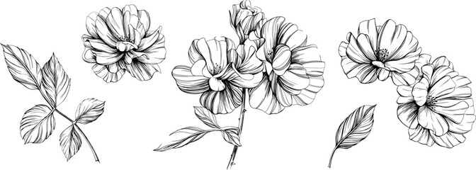 Wild rose flower isolated on white. Hand drawn vintage illustration.