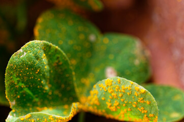 The yellow spots from oxalis rust, a fungus, on an oxalis plant