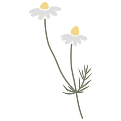 Vector color hand-drawn illustration with spring chamomile flower. SVG cut file for Cricut. Collection of minimalist wildflowers. 