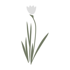 Vector color hand-drawn illustration with spring white snowdrop flower. SVG cut file for Cricut. Collection of minimalist wildflowers. 