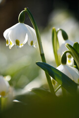 Fototapeta premium White spring flower close up in the morning. (Leucojum vernum)