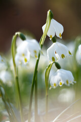 Fototapeta premium White spring flower close up in the morning. (Leucojum vernum)