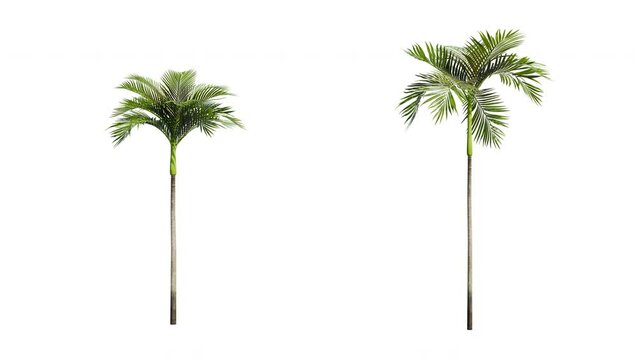 Isolated 3D realistic palm tree on the wind and black background with transparent cut out animation and alpha channel. 4k 30 fps seamless loop.