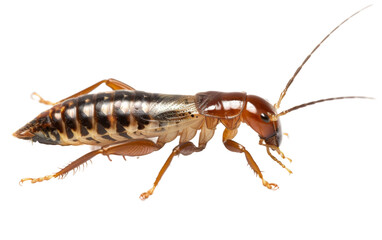 Earwig in Intricate Motion On Transparent Background.