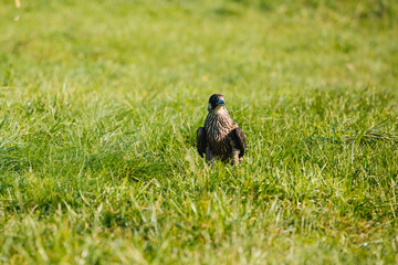 Bird in the grass
