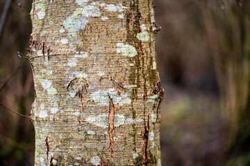 Aulne : Un arbre aux multiples usages, de l'écorce aux racines