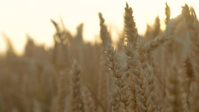 Ukrainian wheat in field close up. Wheat ears with ripe grain at sunset. Work in agronomic farm for making business and production organic eco bio food