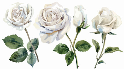 Watercolor of white rose set. Isolated on white background
