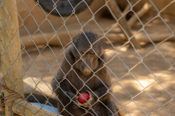 Close up of Baboon or Papio behind fence in an animal sanctuary, holding red apple. South Africa