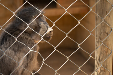 Close up of Baboon or Papio behind fence in an animal sanctuary, looking to the right. South Africa