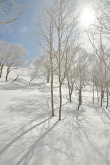 Fototapeta na wymiar Snow winter Forest Birch trees sun clouds hokkaido japan