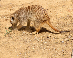 Meerkat (Suricata suricatta) or suricate, standing with back to camera, clearly showing it's brindled coat pattern. and with nose to ground.