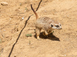 Meerkat (Suricata suricatta) or suricate,, clearly showing it's brindled coat pattern. with raised front paws.