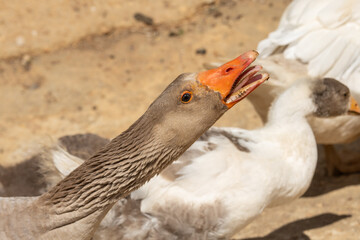 Goose head stretched up with orange beak open showing teeth, against blurred background