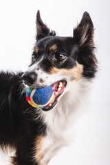 Portrait of the head of a border collie with a ball in its mouth on white background