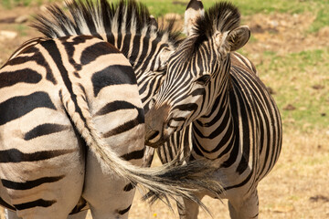 Two Zebra with heads entangled and one tail swishing to right, with green blurred background