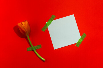 Concept for congratulations on Women's Day, Mother's Day, Birthday and Valentine's Day. Red tulip glued with tape on a red background and a blank white card.