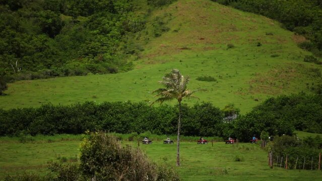 Palm tree standing in Hawaiian valley with four-wheelers passing by - wide shot