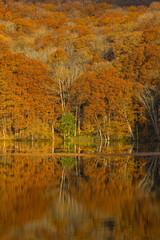 日本　青森県十和田市奥瀬蔦野湯にある蔦沼の水鏡に映る朝日に照らされた紅葉