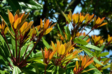 ヒメユズリハ の若葉に陽射し　ヒメユズリハ