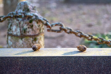 two pine cones on granite tombstone in graveyard