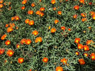orange ice plant in the garden, Lampranthus aurantiacus