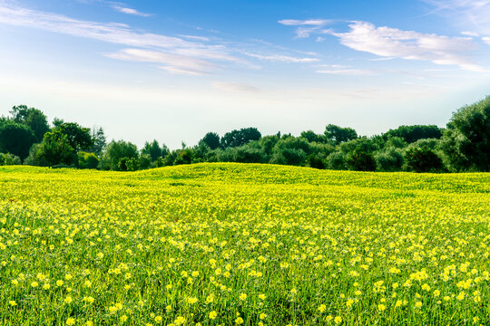 spring green valley with yellow flower field on foreground and beautiful mountains with blue amazing sky on background