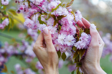 Two female hands touching flowers of a blooming sakura tree. Shallow depth of field. Focus on...