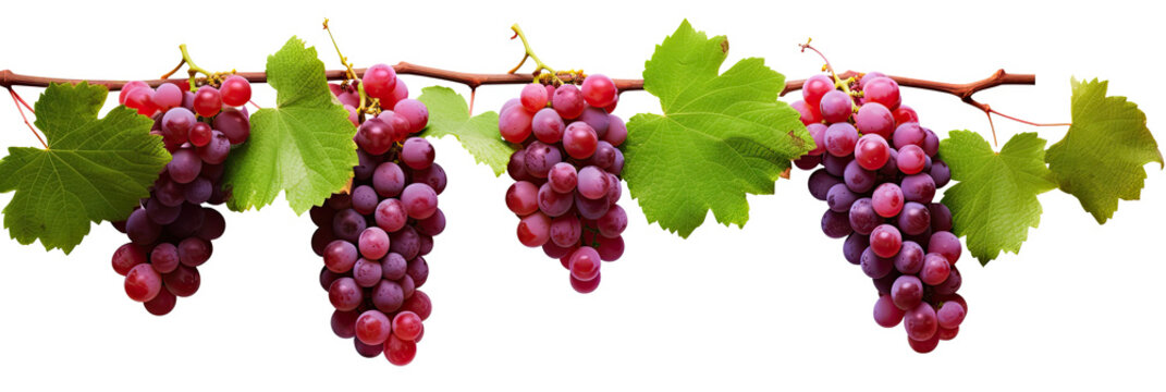 red grapes on a branch with leaves , a jungle vine and hanging ivy plant bush foliage, isolated on a white background with a clipping path.	

