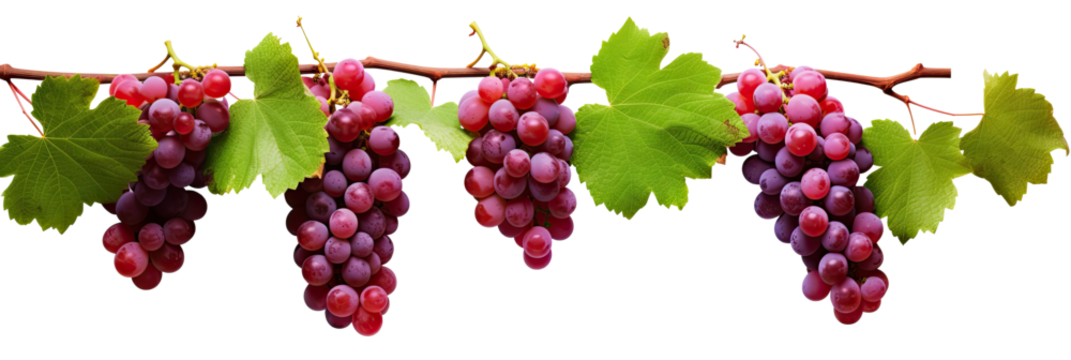 red grapes on a branch with leaves , a jungle vine and hanging ivy plant bush foliage, isolated on a white background with a clipping path.	

