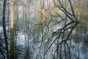 Reflection of trees in water. Spring flood. Park flooding.