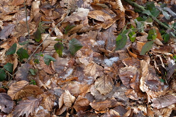 FU 2023-03-11 Sandstein 54 Im Wald liegt braunes Herbstlaub