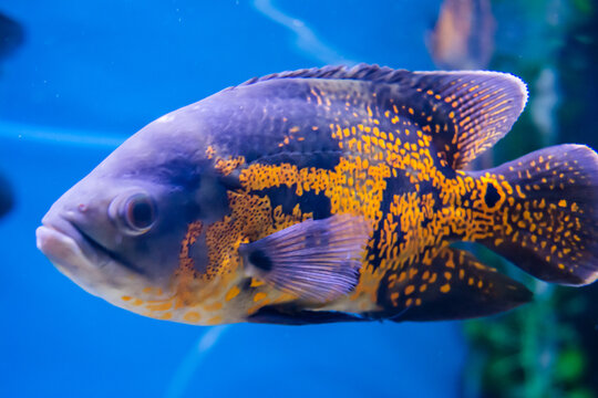 Oscar Fish swimming in the big aquarium. Aquarium Island Café, Bhimtal uttrakhand. Astronotus ocellatus. bubble eyes. The South American “Water Dog”.