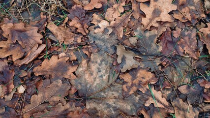 Background of brown leaves. Various fallen leaves. Shot from above.