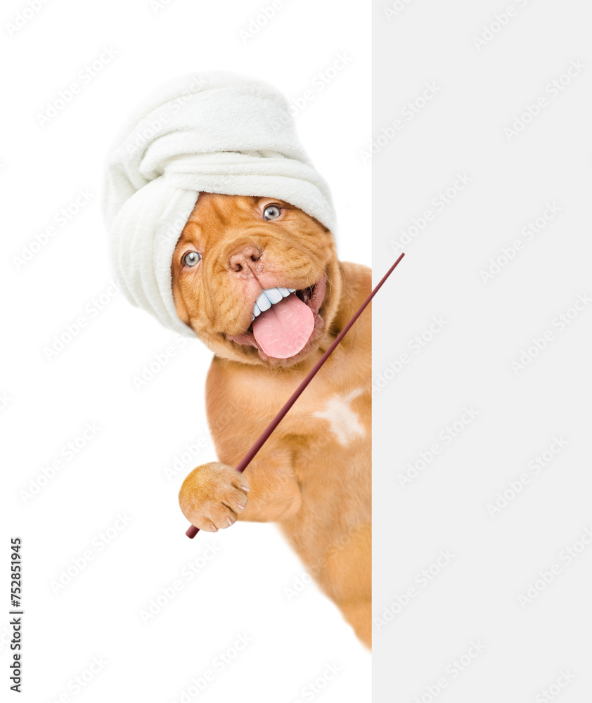Aufkleber Happy Mastiff puppy with funny big teeth with towel on ithead looks from behind empty white banner and points on empty space. isolated on white background