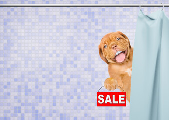 Happy mastiff puppy with funny teeth peeking out from behind the shower curtain in the bathroom at home and shows signboard with labeled "sale"