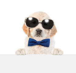 Young golden retriver puppy wearing sunglasses and tie bow looks above empty white banner. isolated on white background. Empty space for text