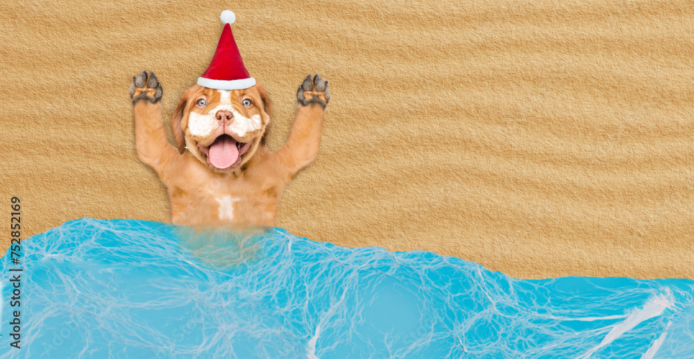 Poster happy mastiff puppy wearing red santa hat with suntan lotion or sun block on it face lying at sunny 