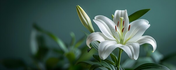 Fototapeta na wymiar The Standalone Beauty of a White Lily in a Peaceful Setting. Concept White Lily, Standalone Beauty, Peaceful Setting, Flower Photography