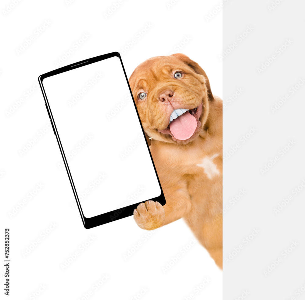 Poster Mastiff puppy with funny big teeth looks above empty white banner and holds big smartphone with empty screen in it paw. Isolated on white background