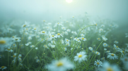 Spring time daisy garden in the fog with sunlight near it, eroded surfaces, soft-focus portraits, adventure themed, monumental forms, close-up