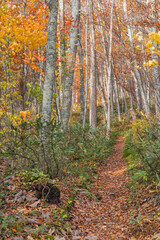 Fototapeta premium 日本 青森県十和田市奥瀬蔦野湯にある湖沼郡、蔦七沼内にある蔦野鳥の森の紅葉