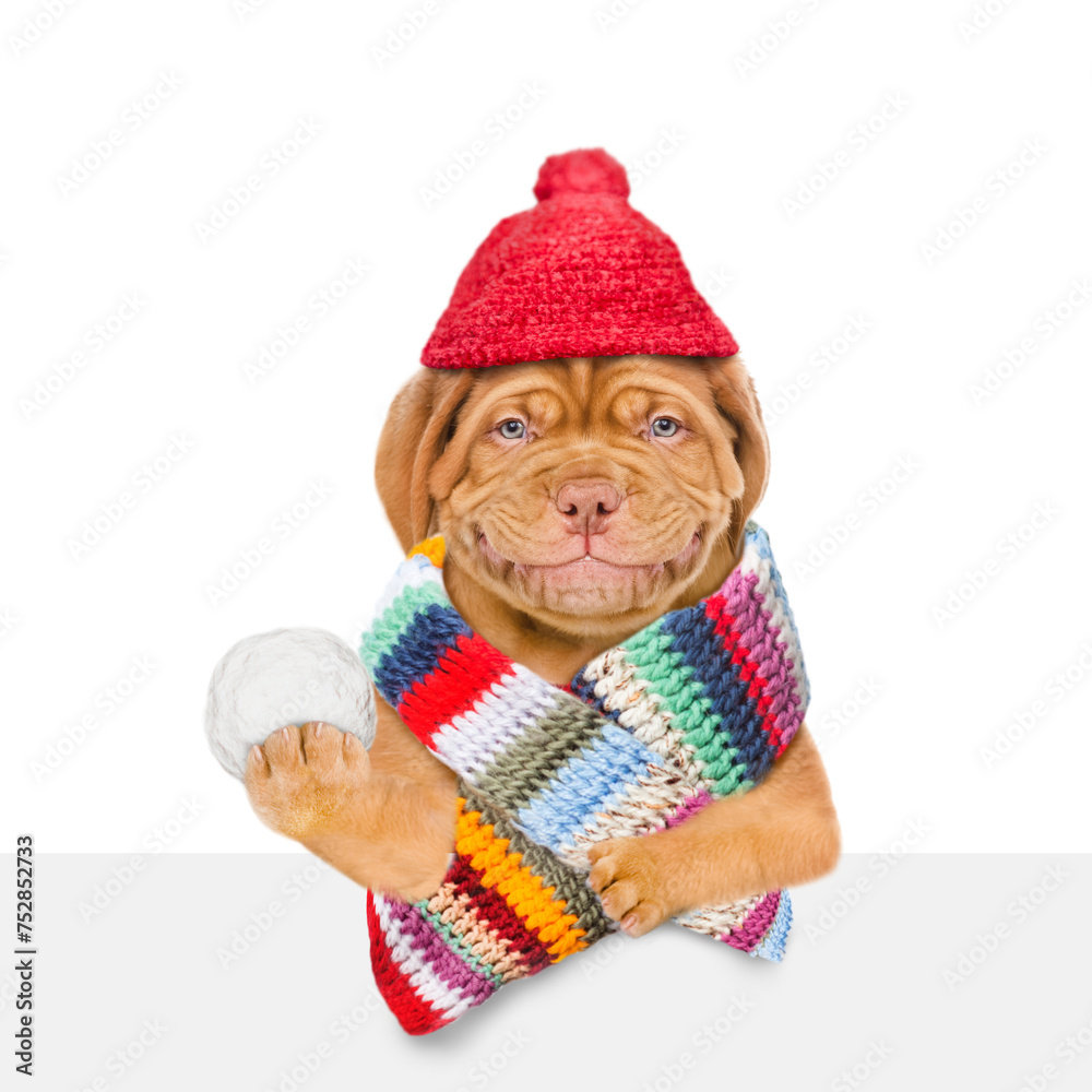 Aufkleber smiling mastiff puppy wearing warm winter knitted woolen hat with pompon and scarf holds snowball an